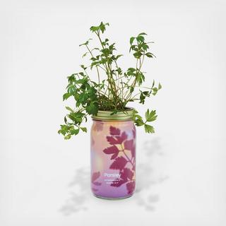 Herb Garden Jar Kit