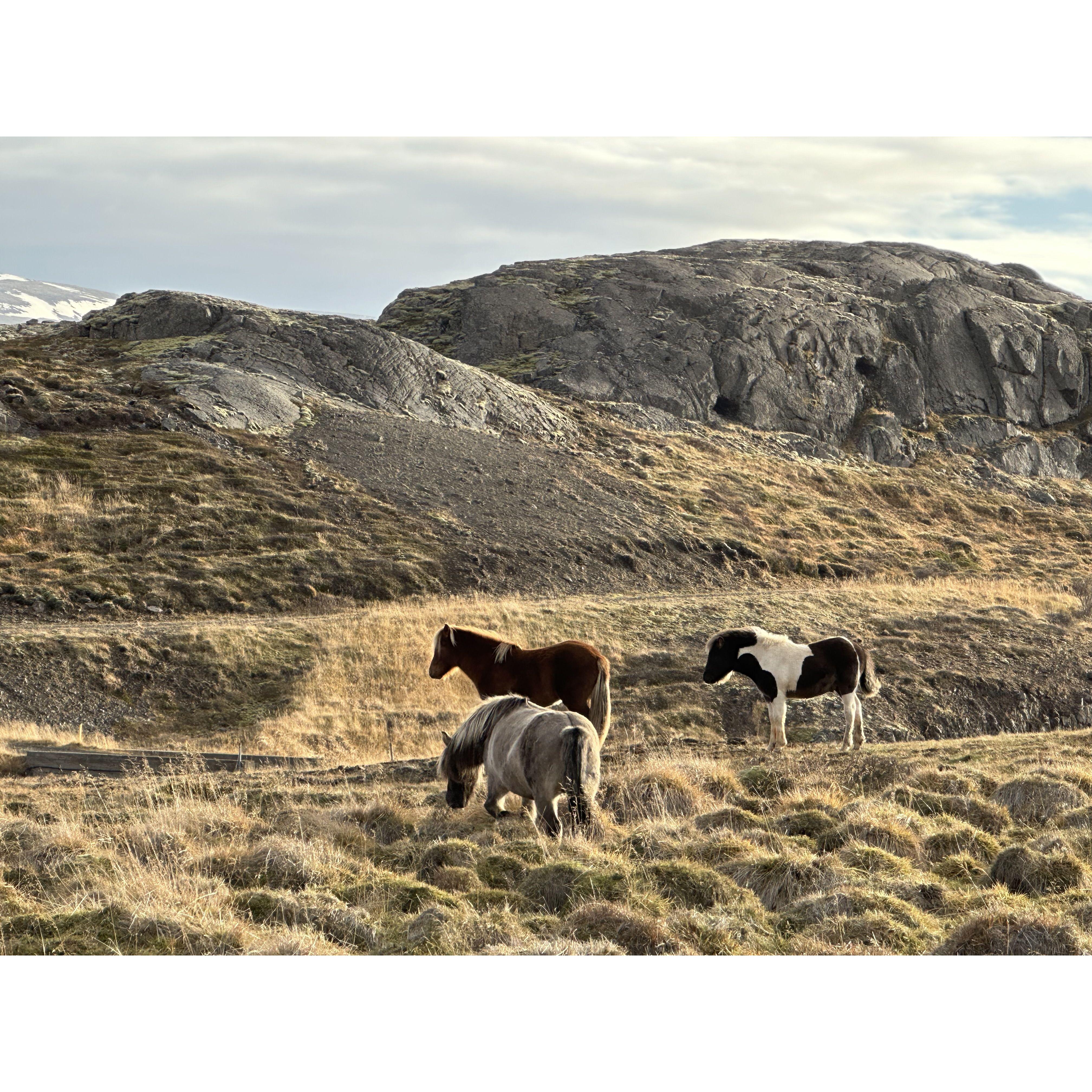 Icelandic ponies