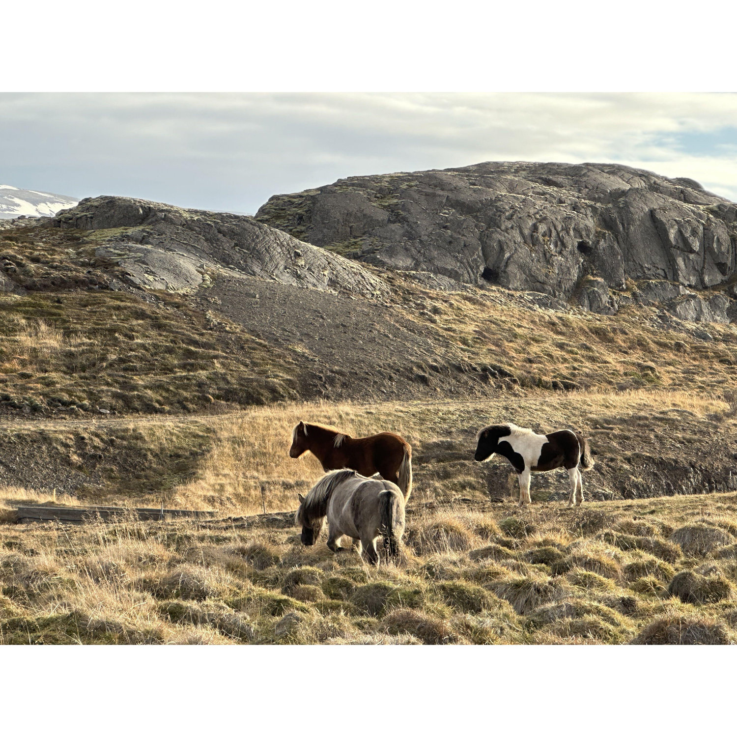 Icelandic ponies