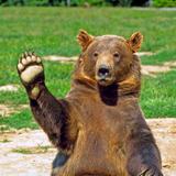 Clark's Bears