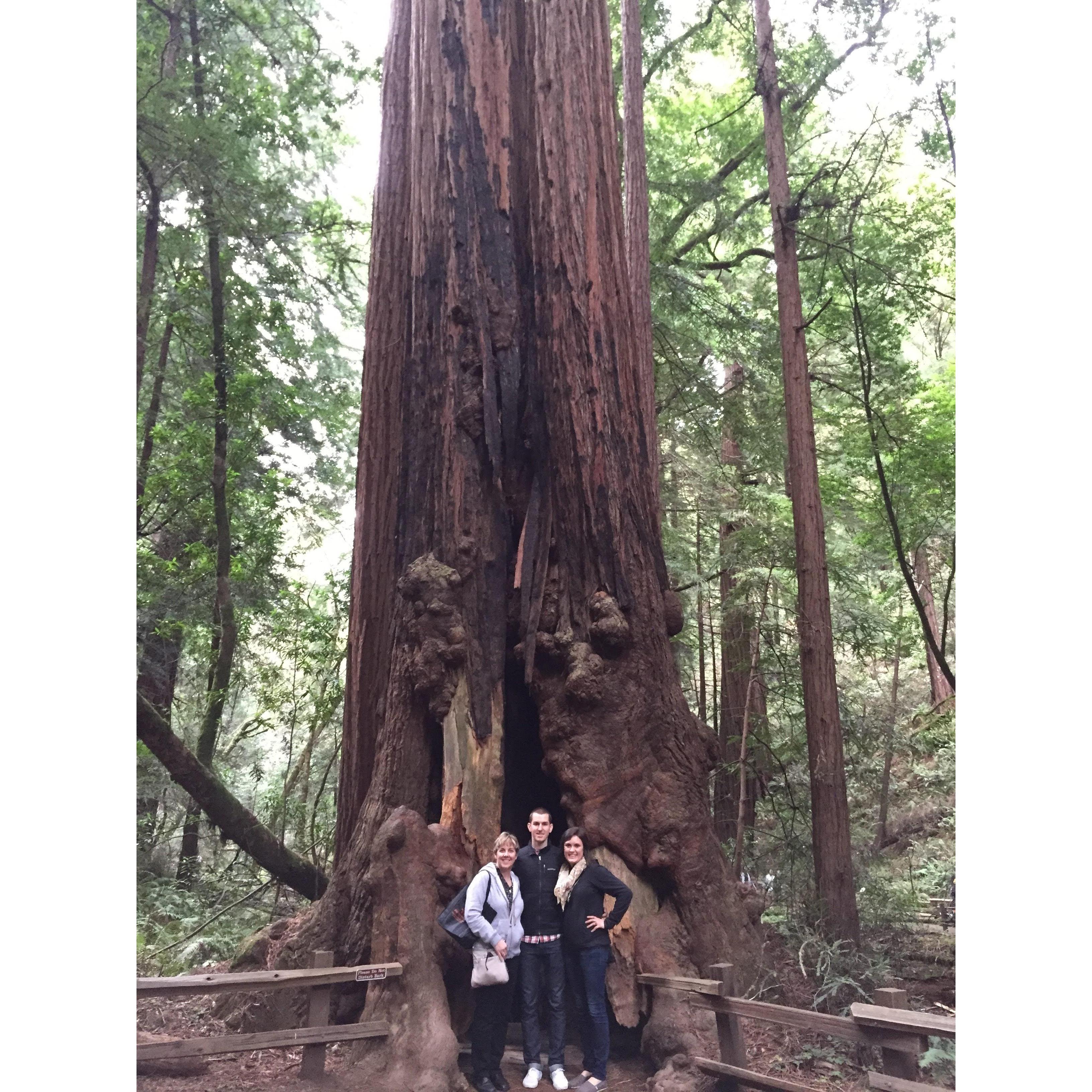 Katie, Kyle's Mom, came to visit and we took a trip to the Redwoods