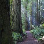 Prairie Creek Redwoods State Park