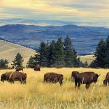 CSKT Bison Range