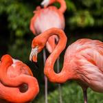 Sarasota Jungle Gardens