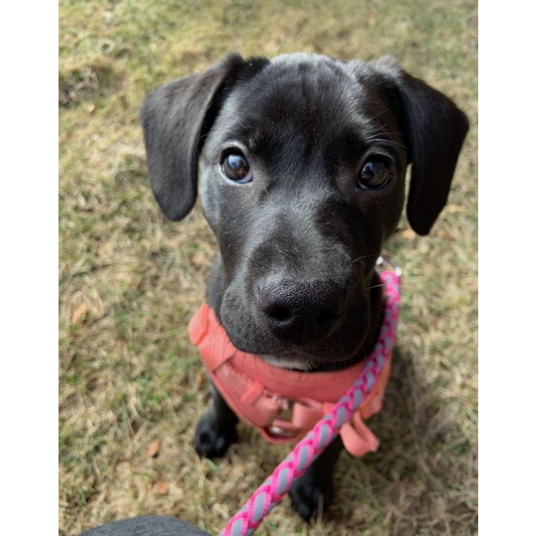 We adopted Luna in Feb '23 and she is the most incredible dog! This was taken about a week after we adopted her and it's amazing to see how much she has grown!