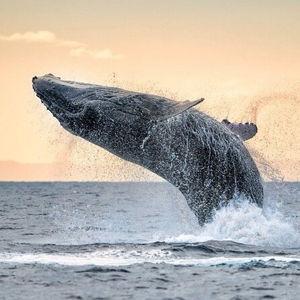 Honey moon whale watching experience