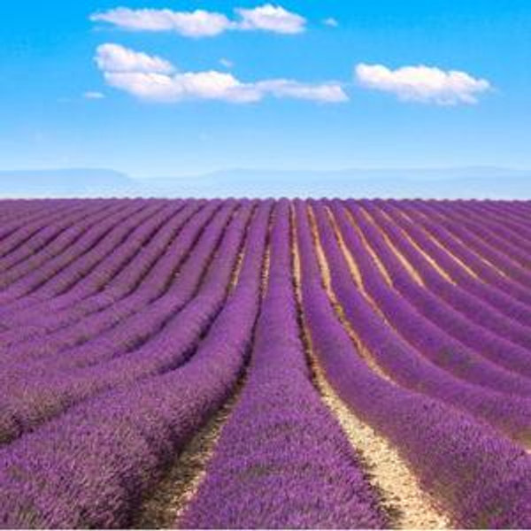 Europe Lavender Farm