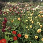 MSU Horticulture Gardens