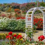 Rose Haven Heritage Garden