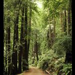 Butano State Park