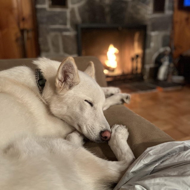 Princess Pepper’s Comfort & Care Fund
