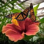 Butterfly Pavilion