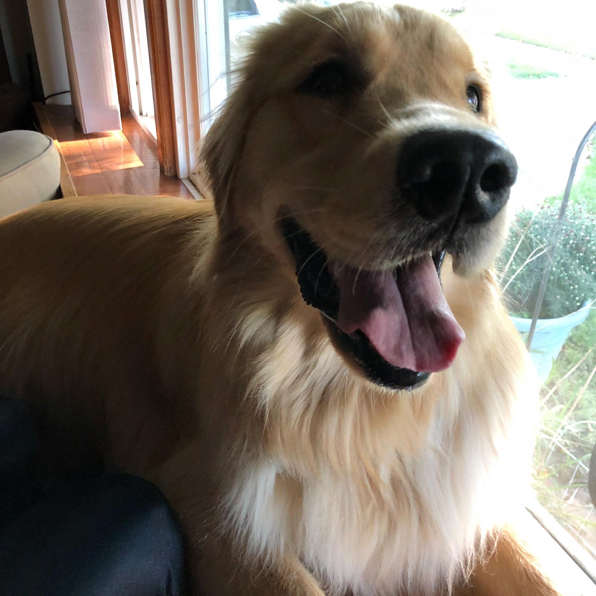 Stella as a seal
