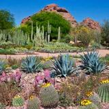 Desert Botanical Garden