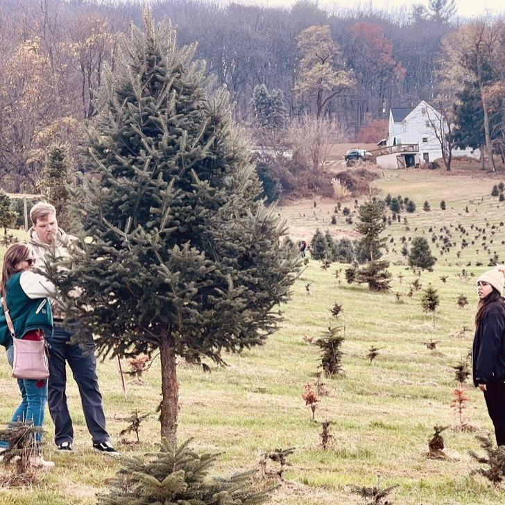The annual tree hunting tradition