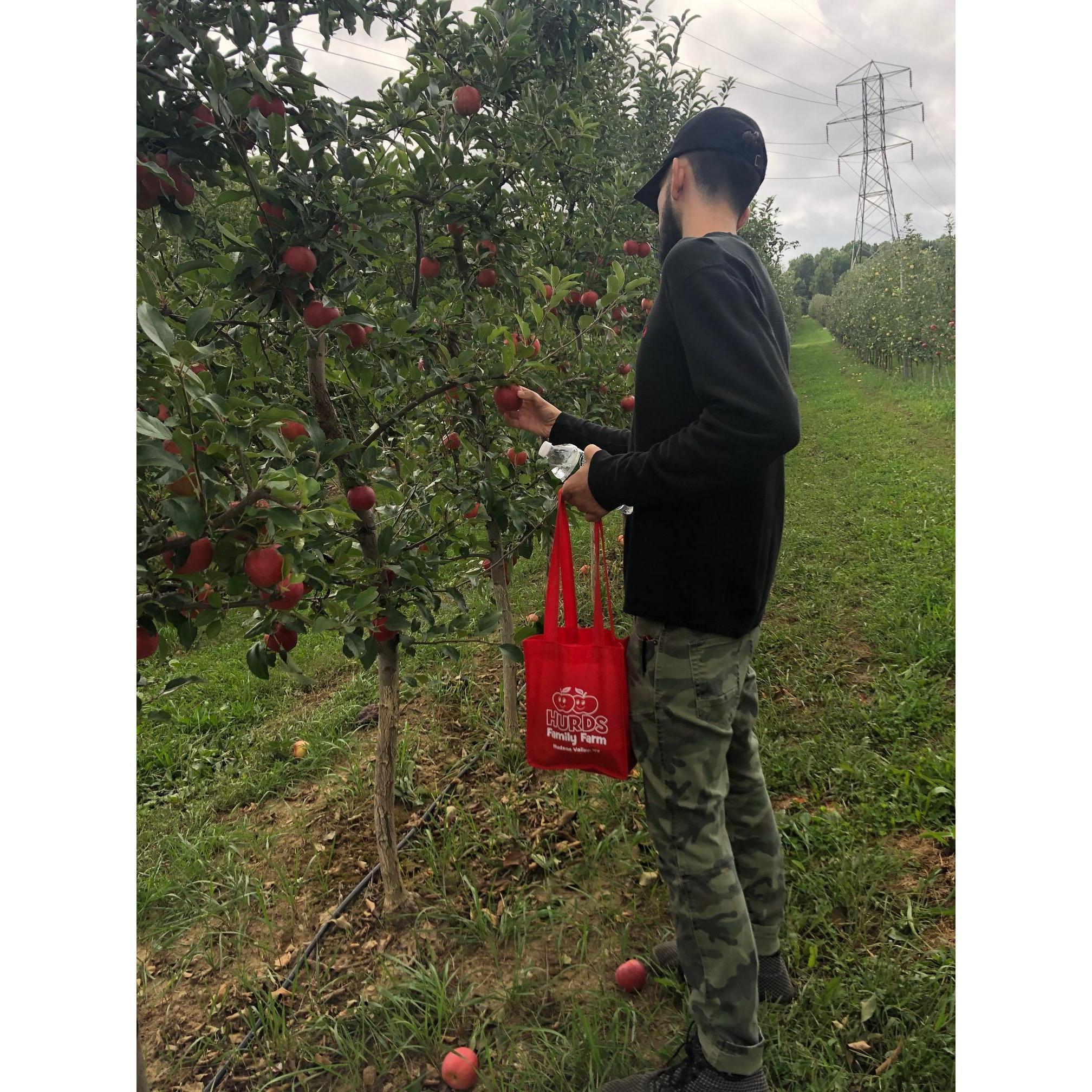 Apple Picking at Hurds!