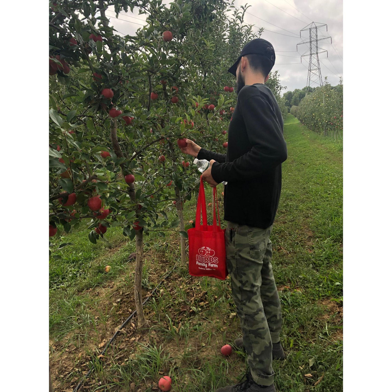Apple Picking at Hurds!