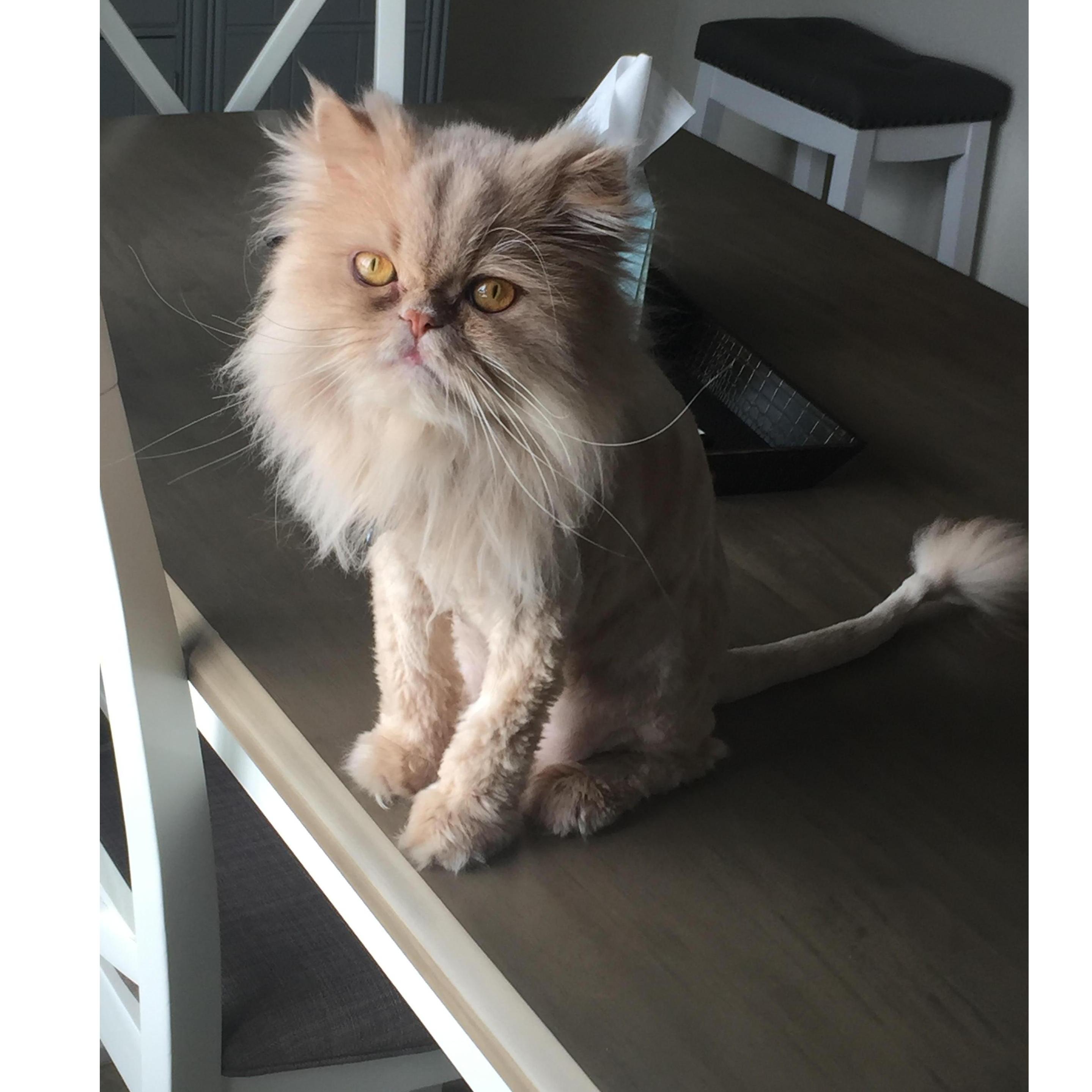 Our cat Bentley