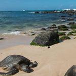 Laniakea Beach
