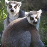 Bramble Park Zoo
