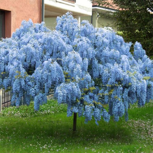 Wisteria Tree | Blue Wisteria Tree