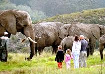 Elephant Experience