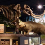 Rochester Museum & Science Center