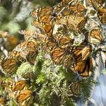 El Rosario/Sierra Chicua Butterfly Sanctuary