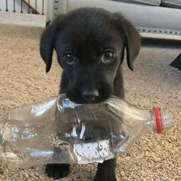 Future Puppy Fund