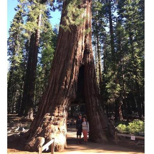Giant Sequoia at Yosemite National Park!