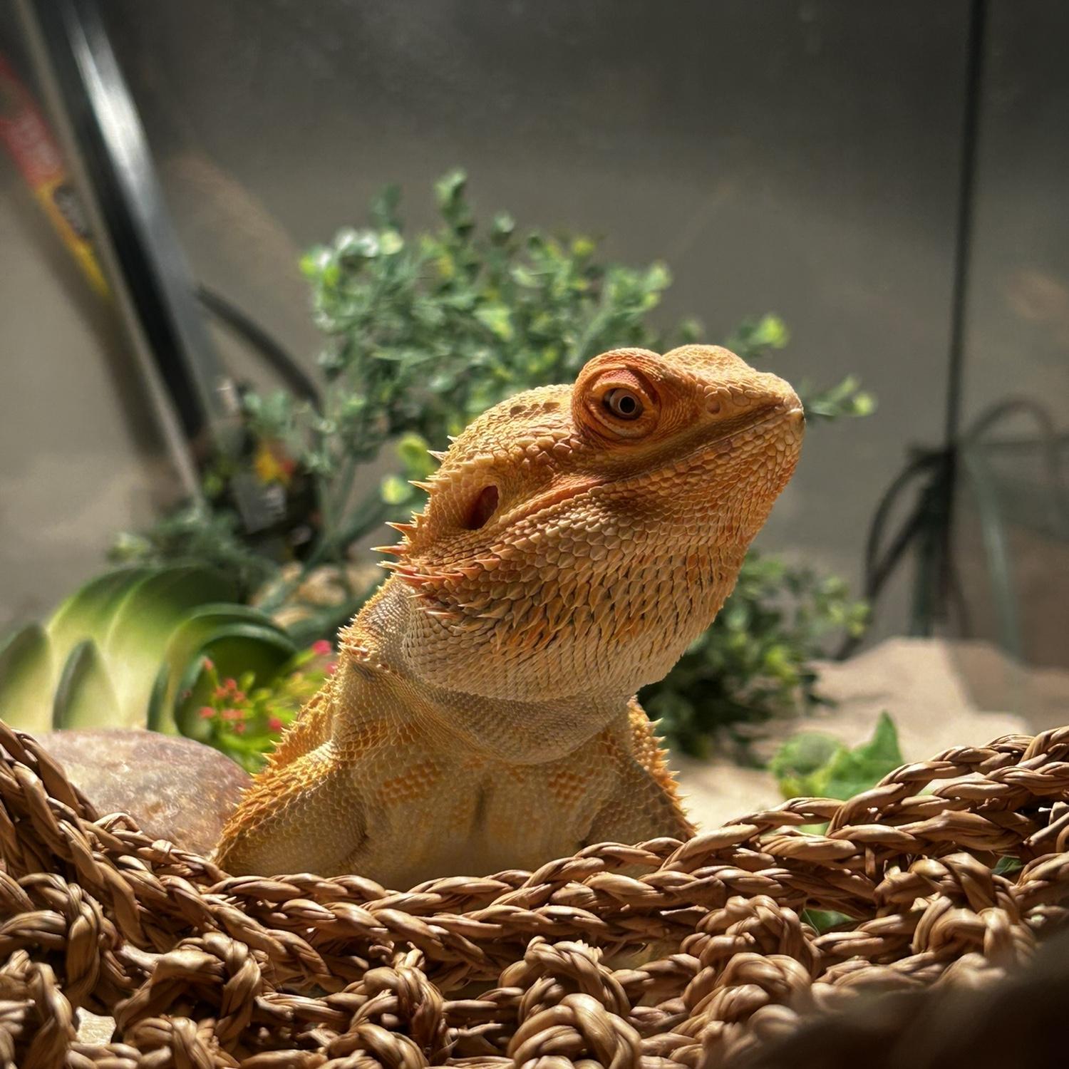 Charizard!