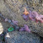 Tide Pools