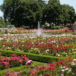 Washington Park Rose Garden