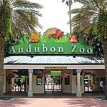 Sightseeing - Audubon Zoo