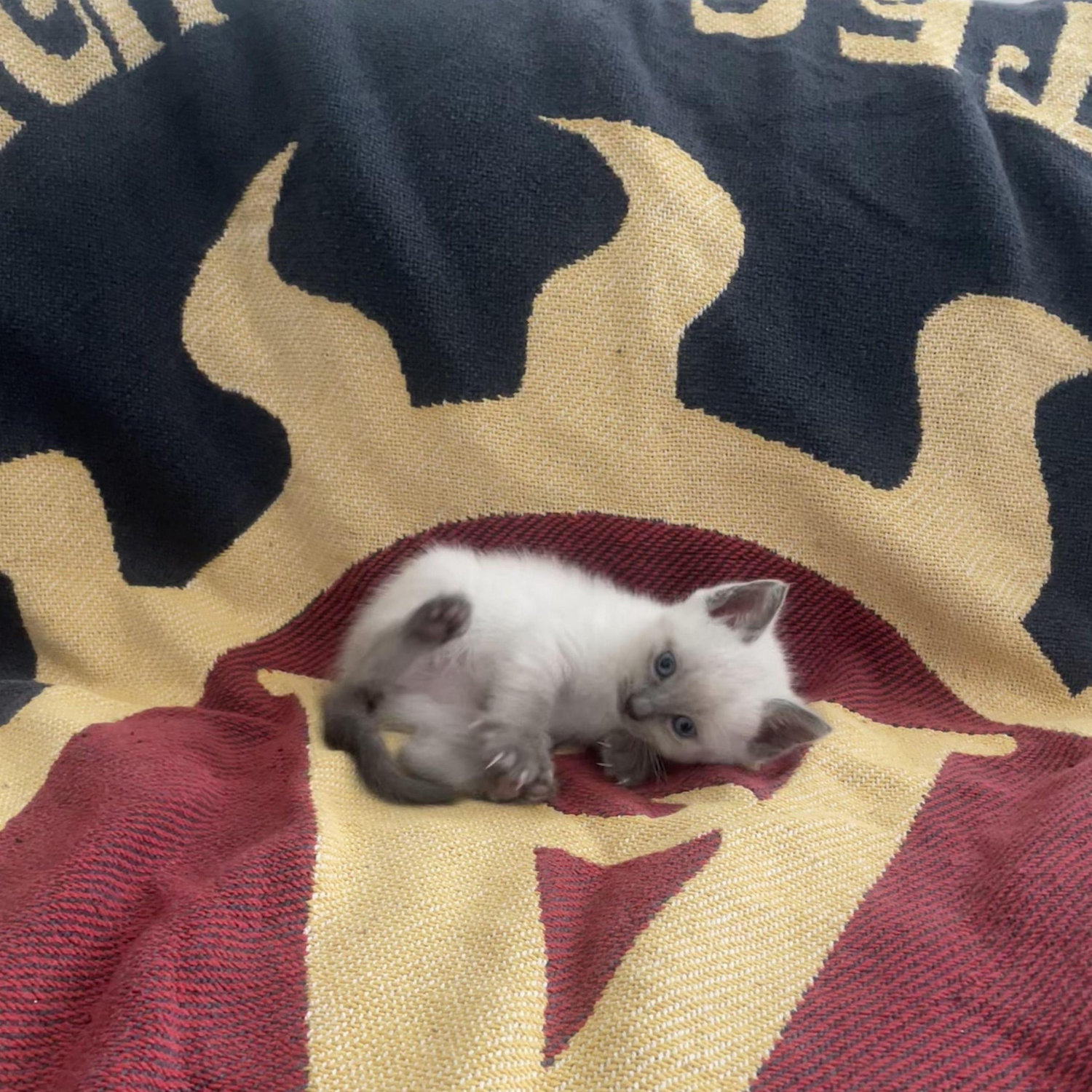 August 2024 - We got our second child, Onigiri!