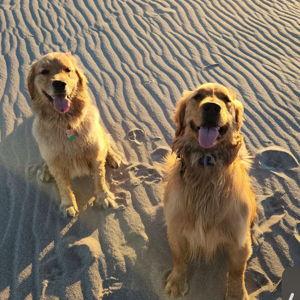 Our Golden Retriever Fund