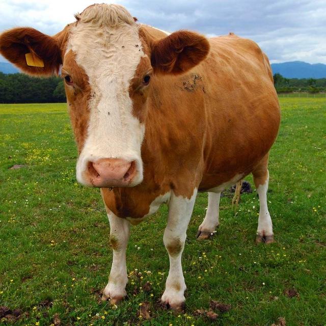 Beef (1/4 cow.. grass fed & finished)