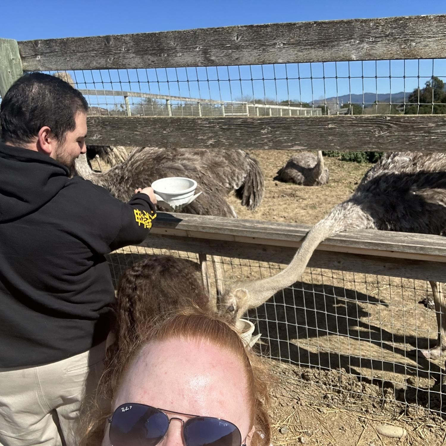 Solvang 2023 - feeding ostriches!