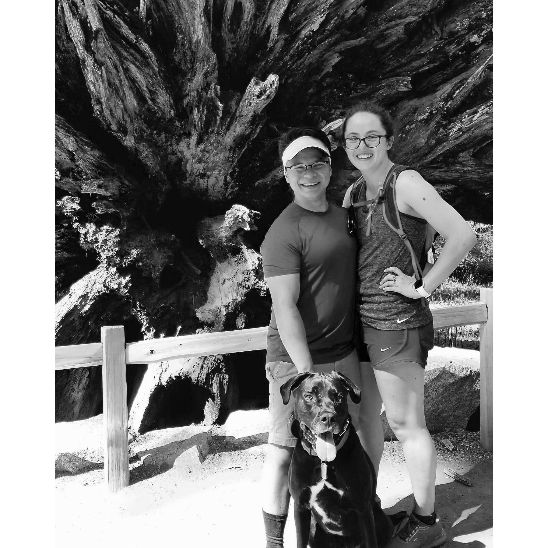 Mariposa Grove in Yosemite!