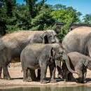 Houston Zoo