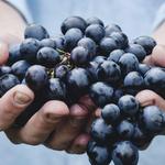 Quarry Wine Garden
