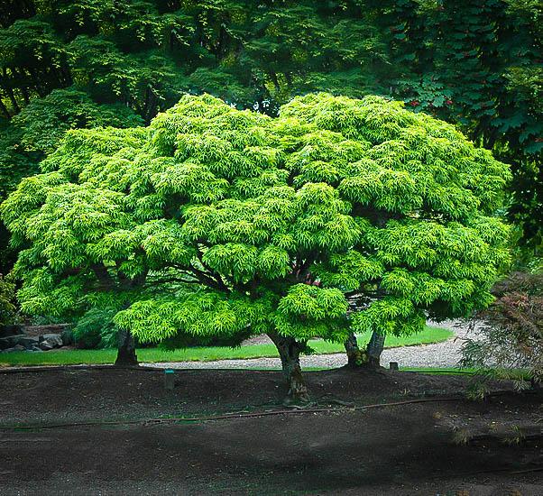 Sharps Pygmy Japanese Maple (bonsai)
