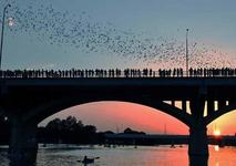 Bat Watching at the Congress Avenue Bridge