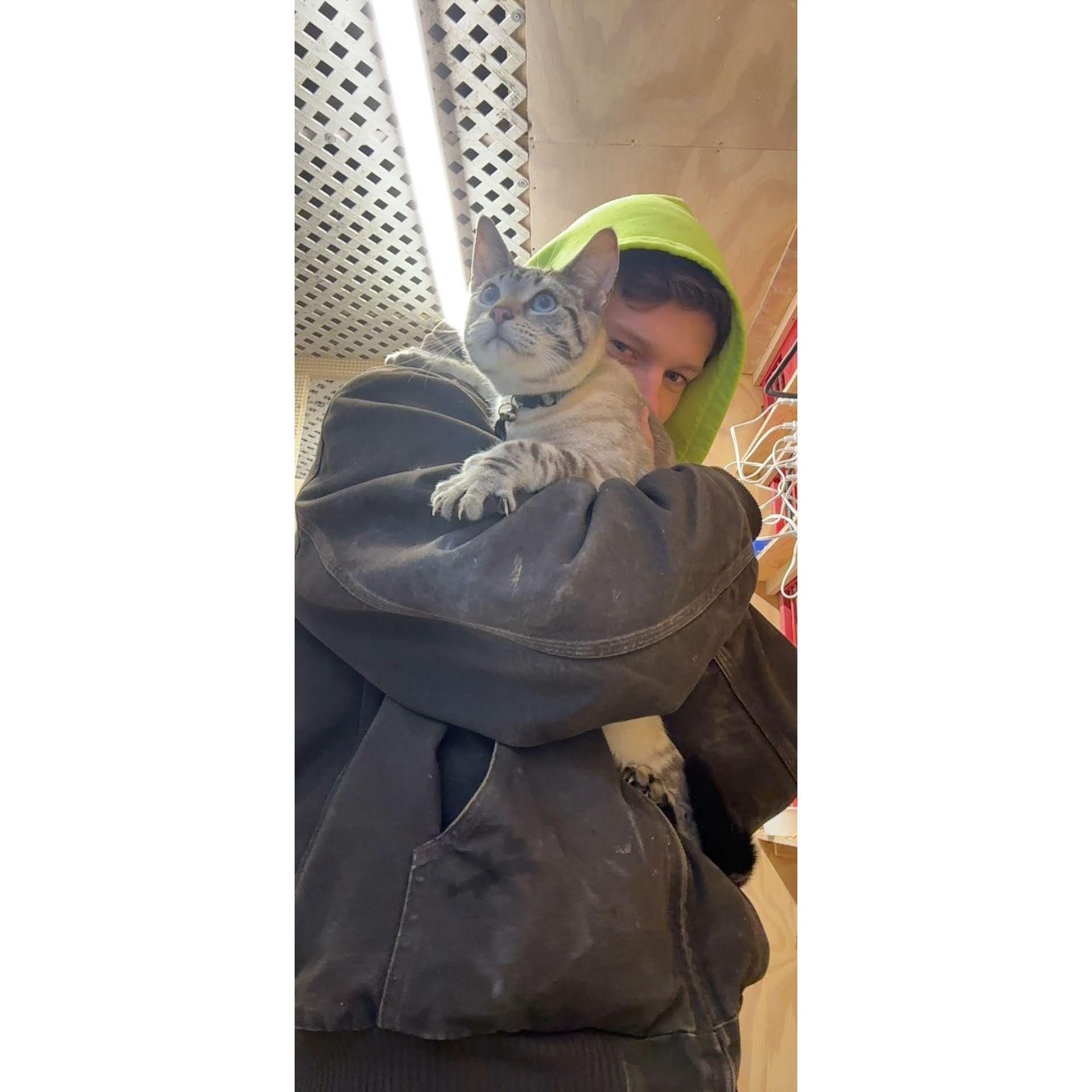 Ollie (one of our 'shed cats')