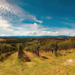 Azienda Agricola Canneto Winery