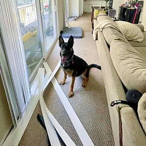 Stevie Obedience Training