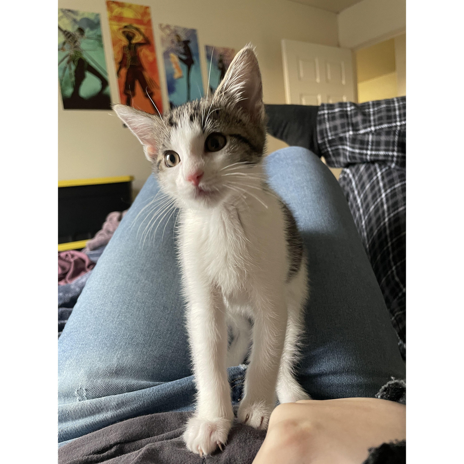 First addition to our family! Jersey!