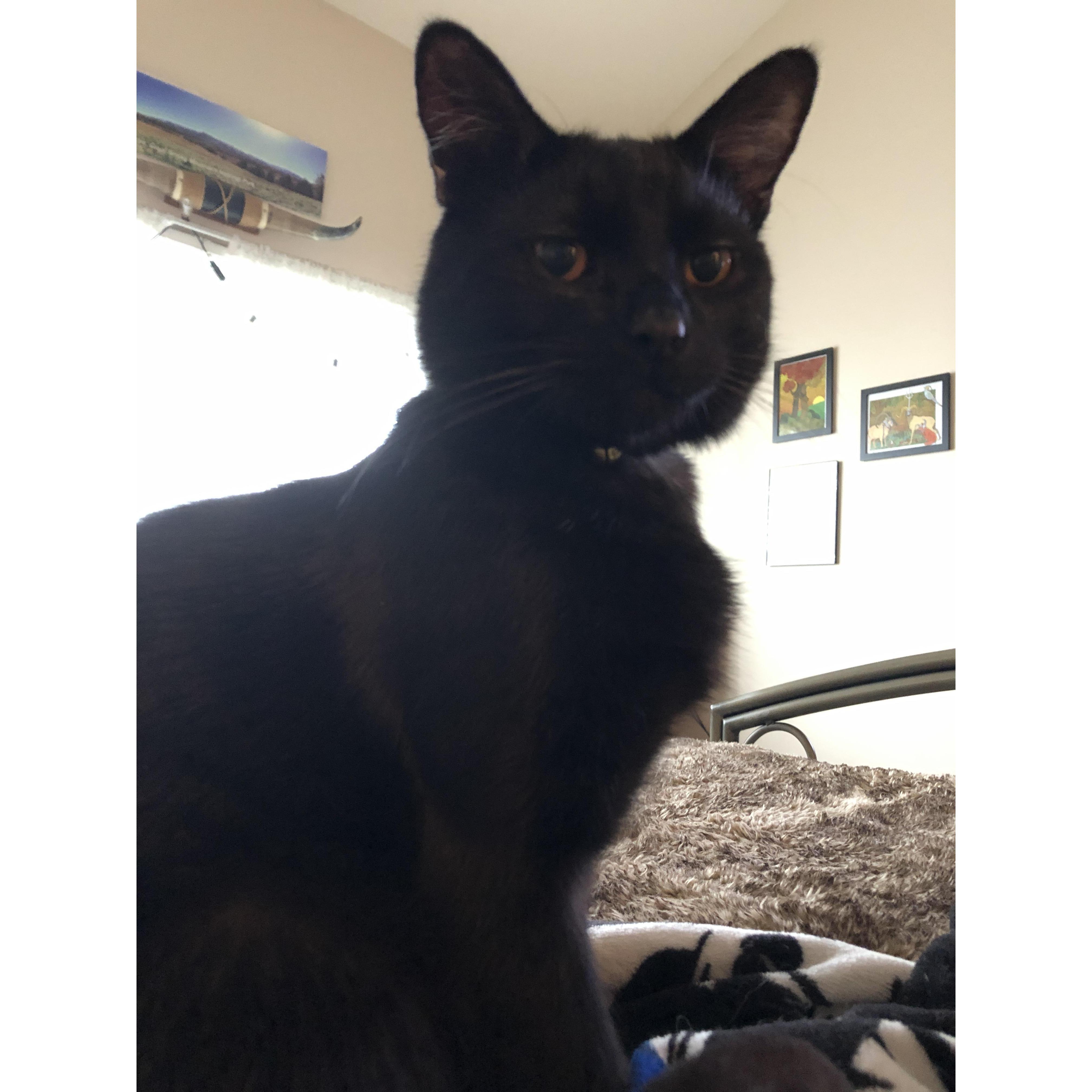 Our cat Salem