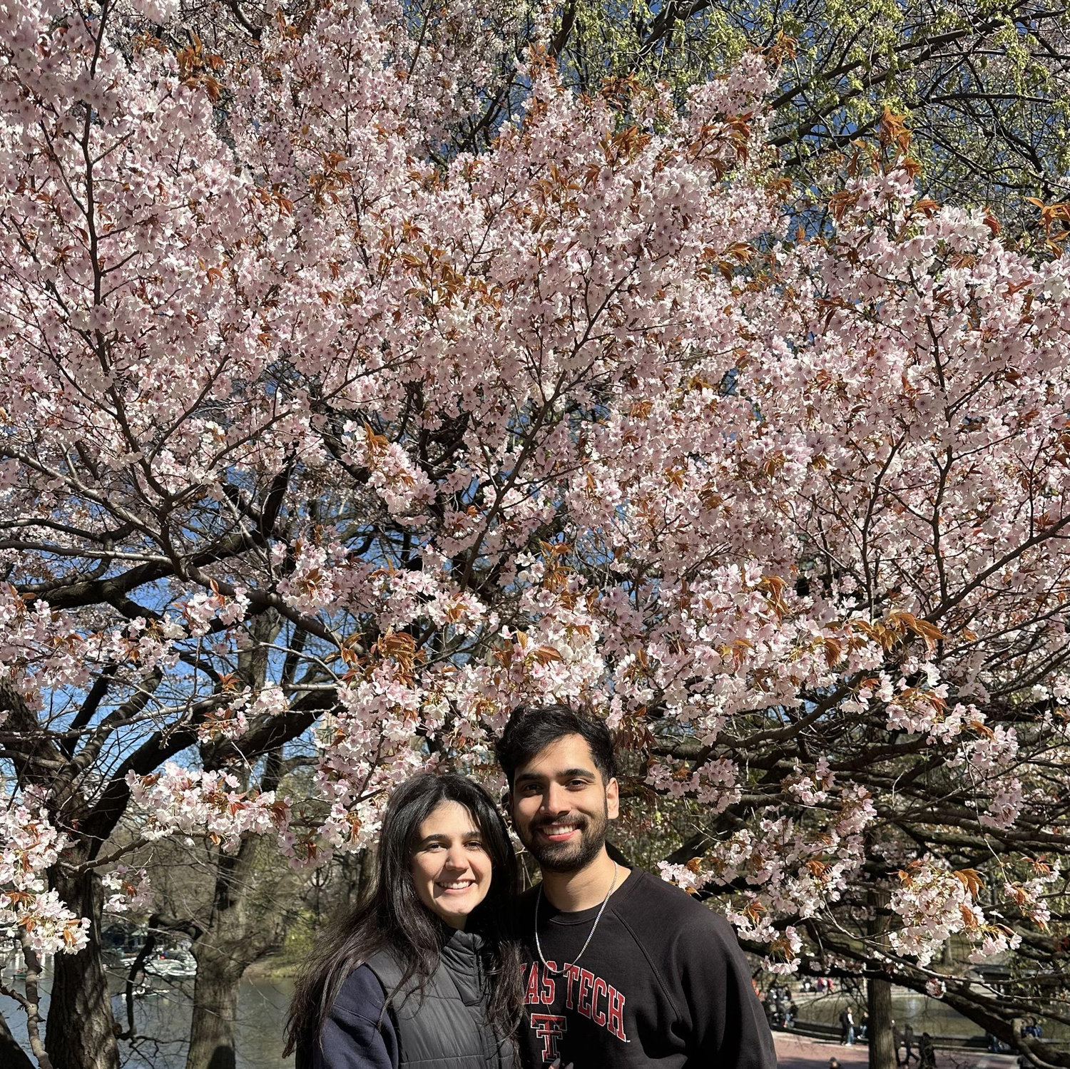 Cherry Blossoms in Central Park! - April 2026