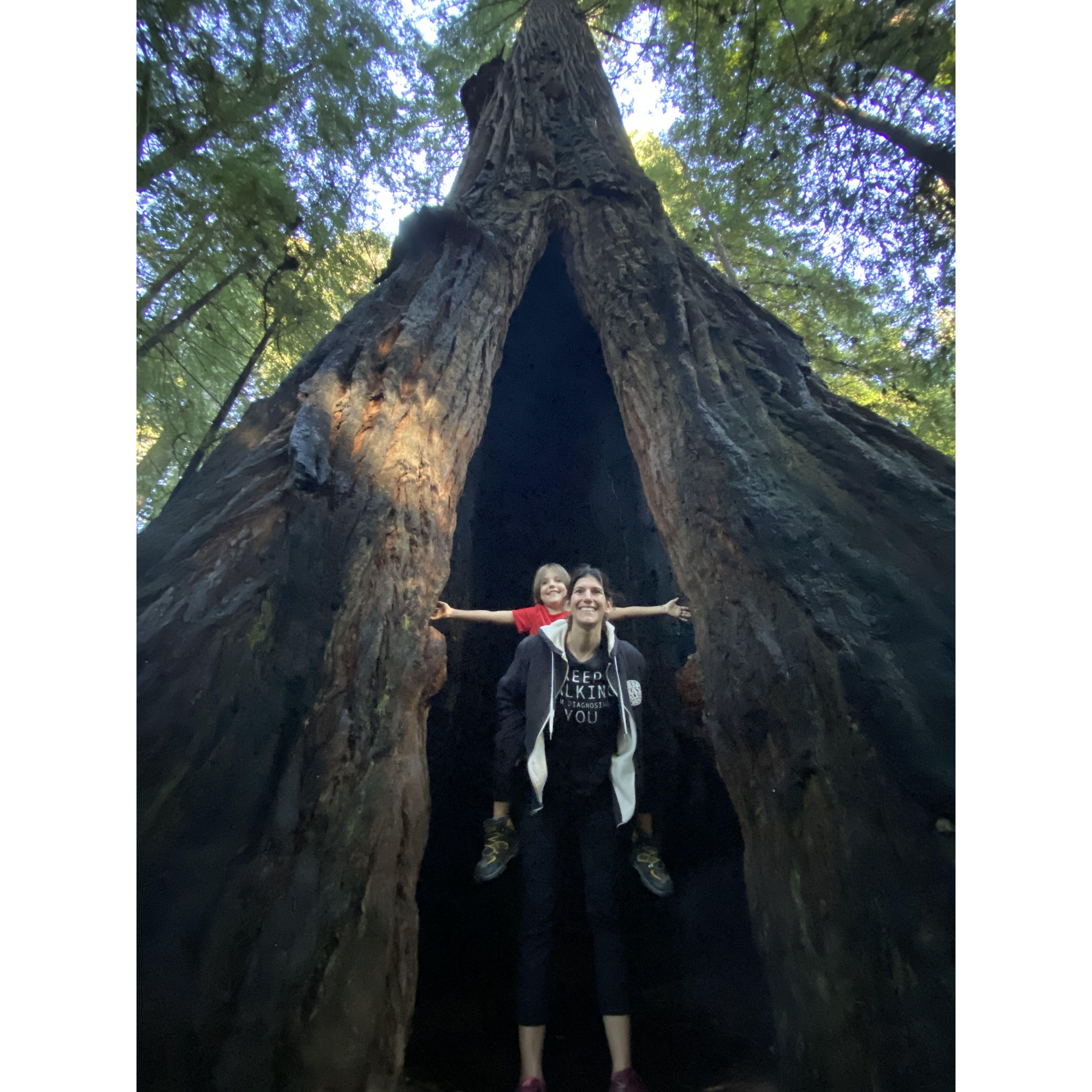 Avenue of the Giants.